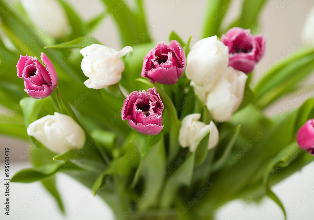Spring tulips flower on wooden background. Tulip, gardening concept. Spring tulips flower on wooden background. Tulip, gardening concept.