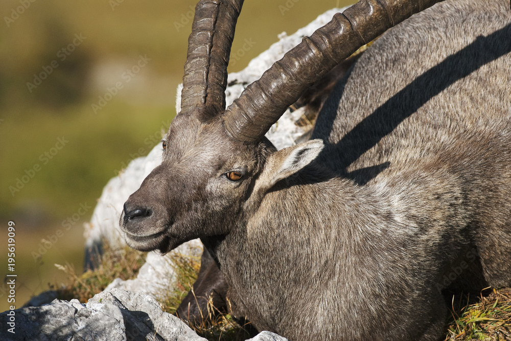 Alpine ibex,Capra ibex, herd of herbivores, high mountains,Switzerland,Europe