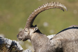 Alpine ibex,Capra ibex, herd of herbivores, high mountains,Switzerland,Europe