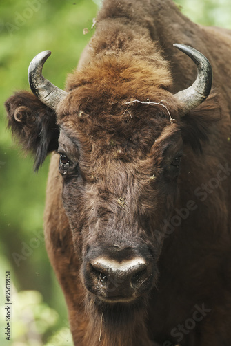 European Bison, Bison bonasus, Visent, herbivore portrait, Slovakia