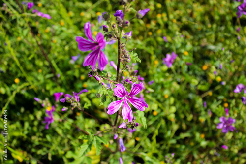 Pink Flower