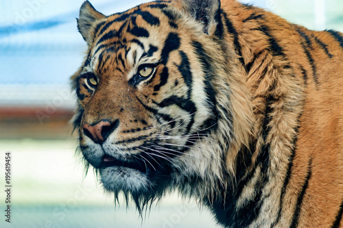 Portrait of tiger with blurred background