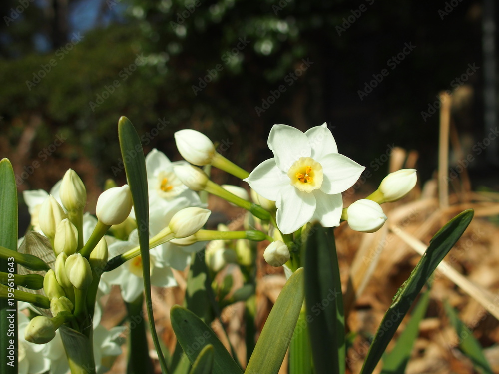 Fototapeta premium 水仙の花