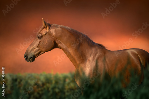 Fototapeta Naklejka Na Ścianę i Meble -  Portrait of the chestnut thoroughbred horse stays in green bush on red background
