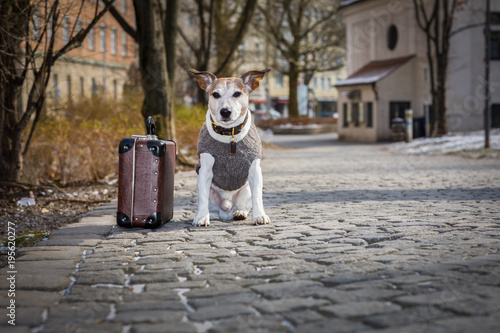 abandoned and lost dog photo