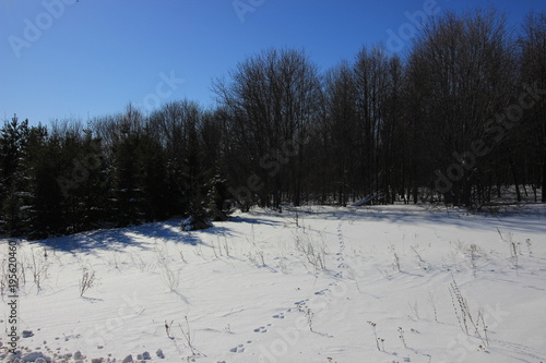 Wallpaper Mural Animal path in the winter forest Torontodigital.ca