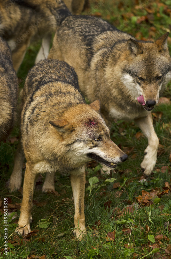 Fototapeta premium Gray Wolf, Canis lupus, Bavarian Forest National Park, Germany, predator in autumn forest