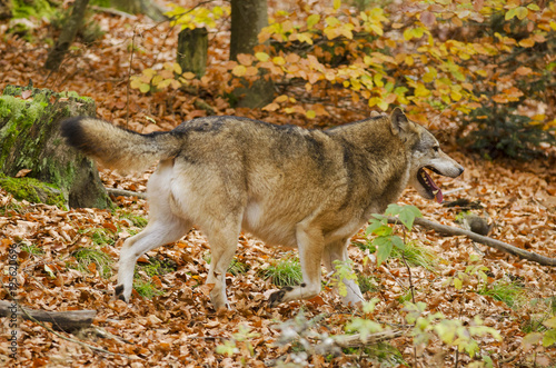 Gray Wolf, Canis lupus, Bavarian Forest National Park, Germany, predator in autumn forest