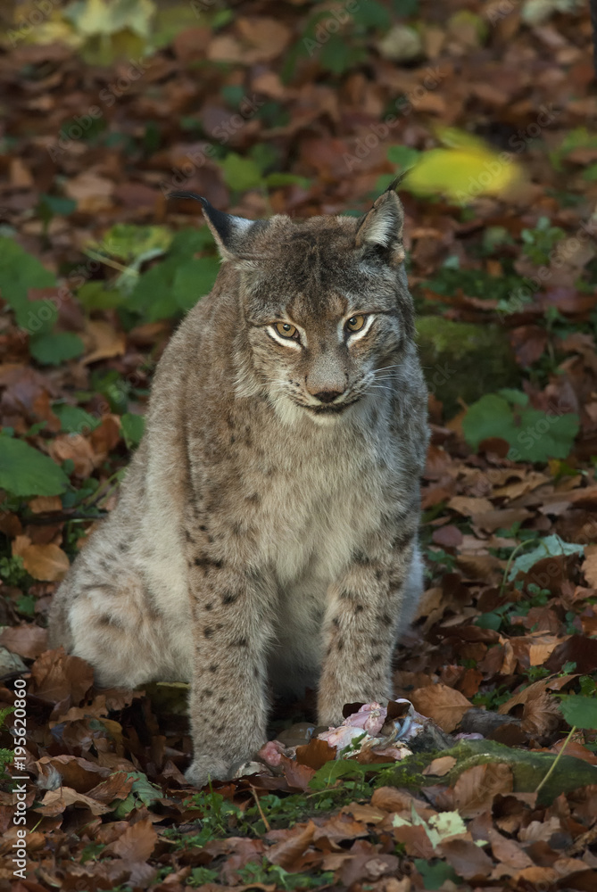 Eurasian Lynx, Lynx lynx, big predator, Bavarian forest National Park, Germany Eurasian Lynx, Lynx lynx, big predator, Bavarian forest National Park, Germany