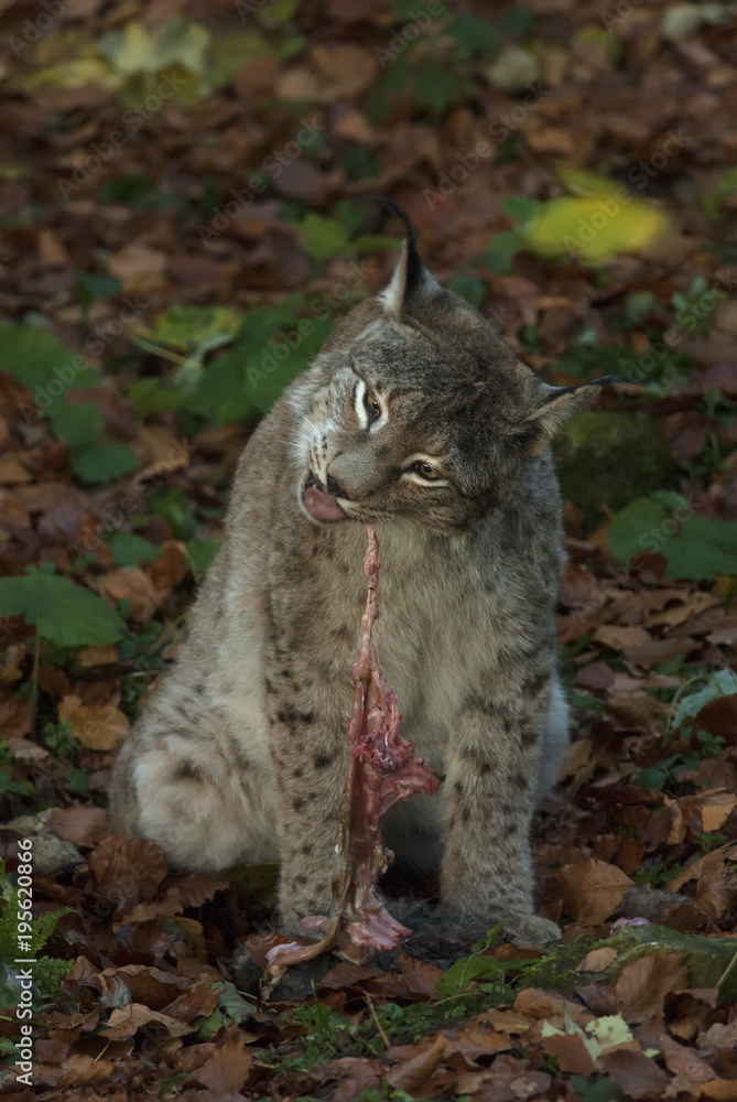 Fototapeta premium Eurasian Lynx, Lynx lynx, big predator, Bavarian forest National Park, Germany