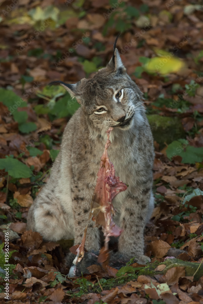 Fototapeta premium Eurasian Lynx, Lynx lynx, big predator, Bavarian forest National Park, Germany
