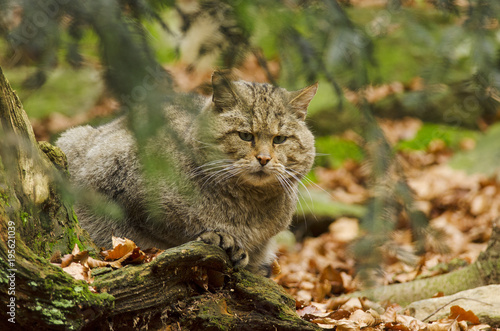 Wild Cat, Felis silvestris, Bavarian Forest National Park, Germany, predator in autumn forest, rare animal