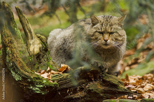 Photography Wild Cat, Felis silvestris, Bavarian Forest National Park, Germany, predator in
