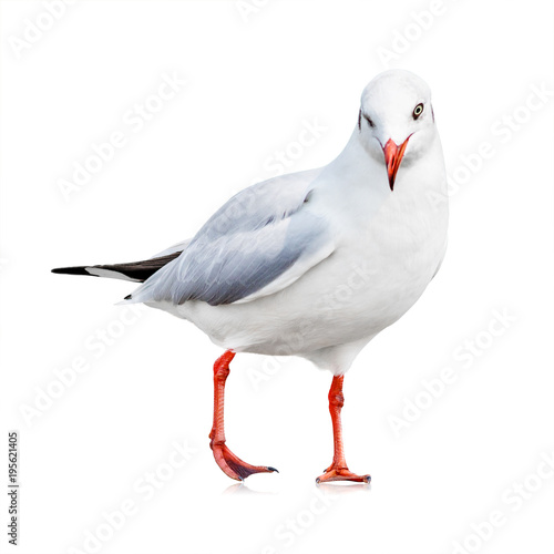 Seagull isolated on white background. White bird for your design. Wink emotion.