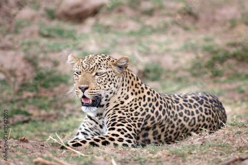 Leopard (Panthera Pardus) resting on the African plains in South Luangwa, Zambia