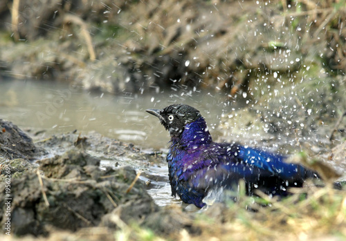 Ruppells Starling bathing at Masai Mara photo