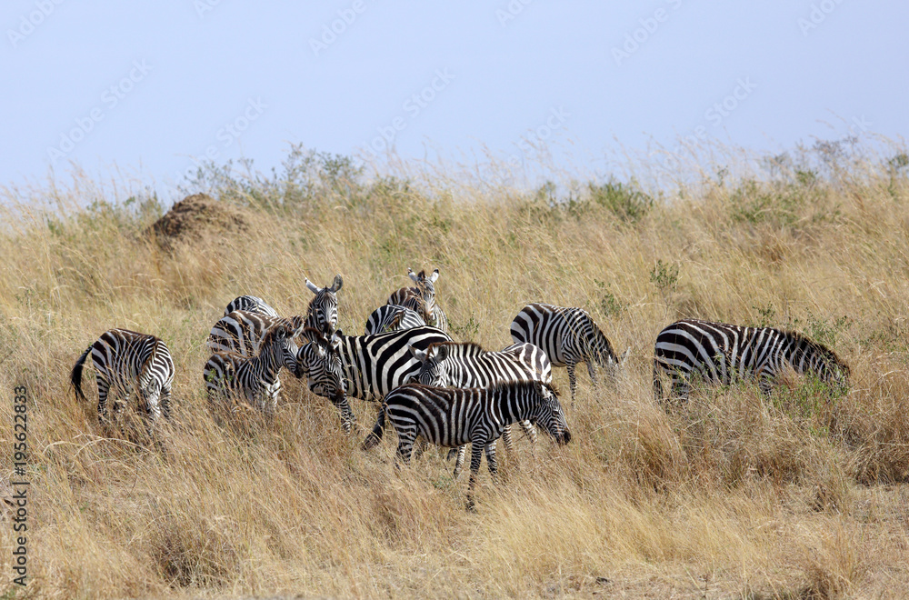 Obraz premium Zebras grazing at Masai Mara grassland