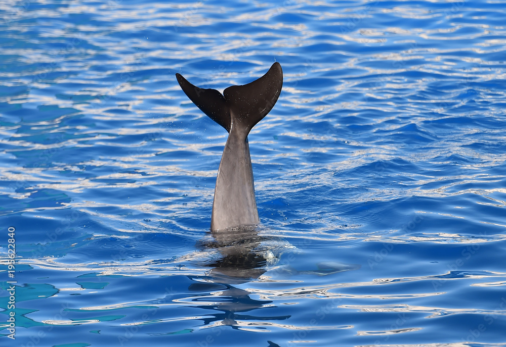 Fototapeta premium delfin