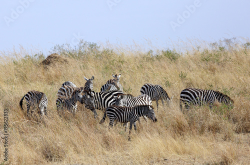 Zebras grazing at Masai Mara grassland