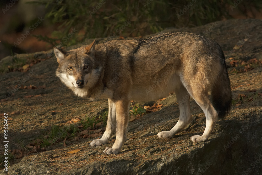 Gray Wolf, Canis lupus, Bavarian forest, autumn forest, predator Gray Wolf, Canis lupus, Bavarian forest, autumn forest, predator