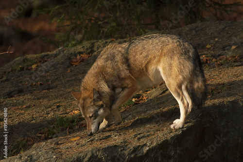 Gray Wolf  Canis lupus  Bavarian forest  autumn forest  predator