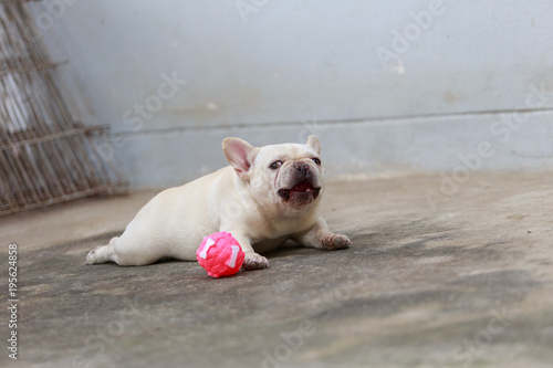 Close-up French bulldog resting on floor.