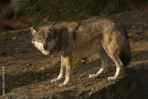 Gray Wolf, Canis lupus, Bavarian forest, autumn forest, predator