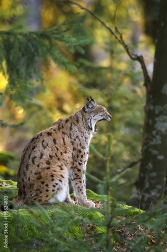 Eurasian Lynx, Lynx lynx, big predator, Bavarian forest National Park, Germany
