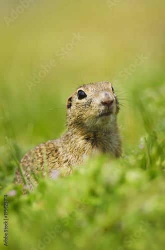 European Ground Squirrel, Spermophilus citellus, rodent in natural habitat, wild conditions, Slovakia