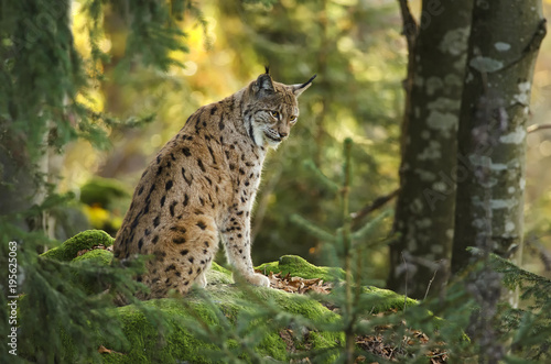 Eurasian Lynx, Lynx lynx, big predator, Bavarian forest National Park, Germany