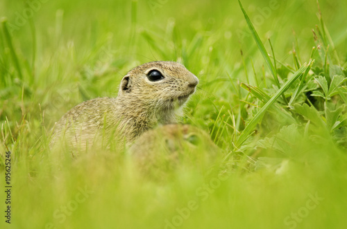 European Ground Squirrel, Spermophilus citellus, rodent in natural habitat, wild conditions, Slovakia