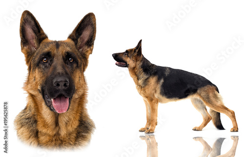 German Shepherd dog in full growth on a white background isolate