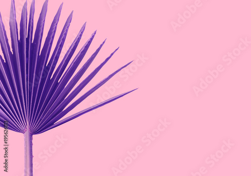 violet Palms leafs pink background concept Illustration © yuriy