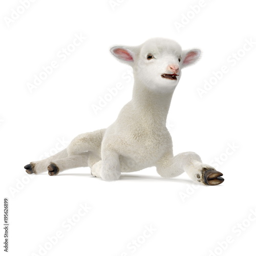 Lamb lies on the floor, isolated on a white. 3D illustration