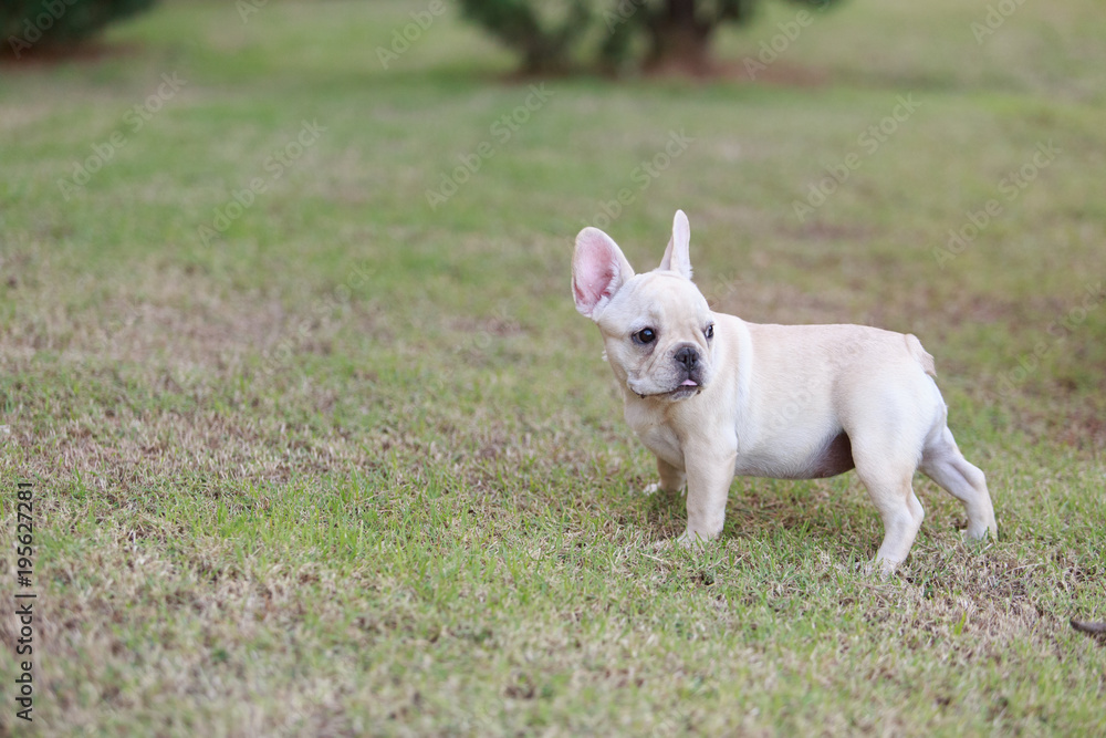 Portrait white french bulldog puppy Stand on grass and looking at the camera. Portrait white french bulldog puppy Stand on grass and looking at the camera.