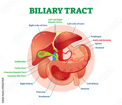 Biliary tract medical vector illustration system diagram with esophagus, stomach, duodenum, pancreas, spleen, gallbladder ducts and liver.  photo