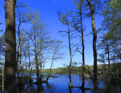 Fototapeta Naklejka Na Ścianę i Meble -  Wooded wetlands of Jezioro Dolgie Male - Little Dolgie Lake - natural reserve area by Baltic Sea central shore near town of Rowy in Poland in summer season