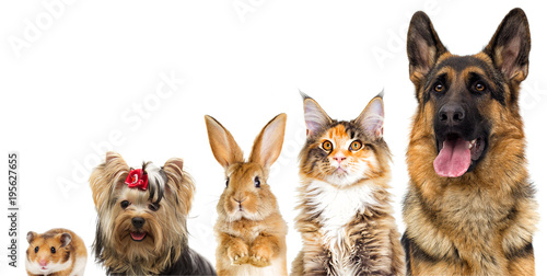 group of animals looking on a white background isolated
