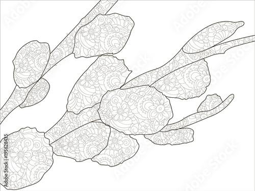 Anti stress coloring for adults. Blooming pussy willow branch on white background. Orthodox holiday, easter. Black lines