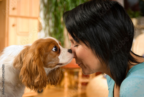 Cavalier King Charles Spaniel gibt Küßchen