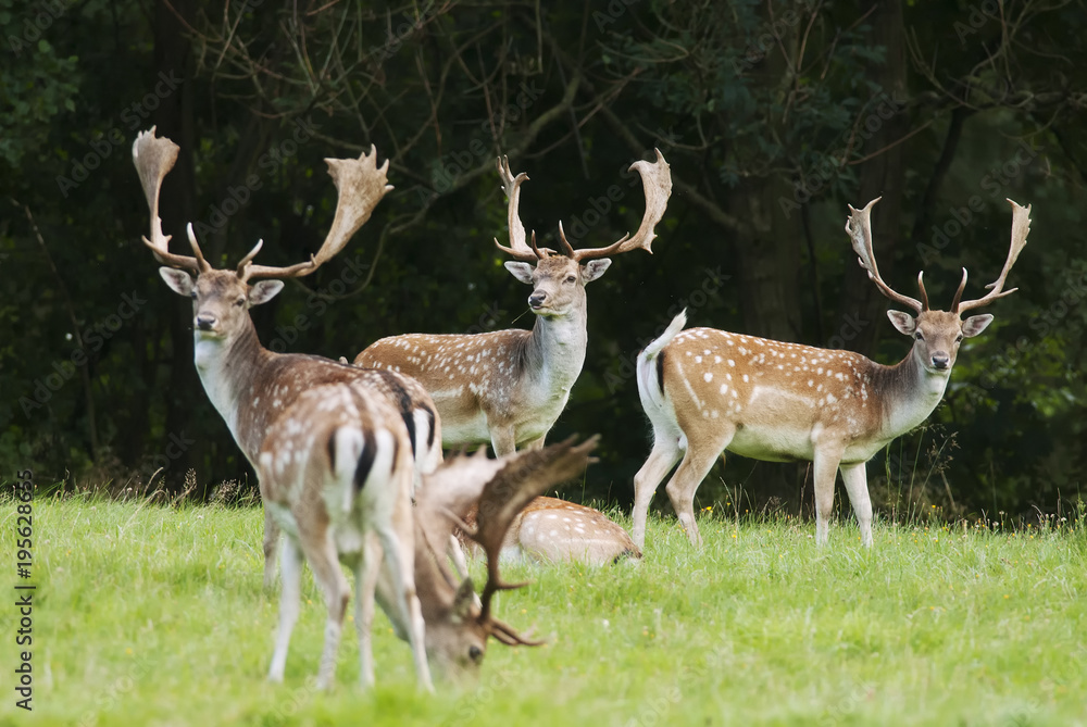 Fallow Deer,Dama dama, herbivore, herd, Czech republic, Europe Fallow Deer,Dama dama, herbivore, herd, Czech republic, Europe