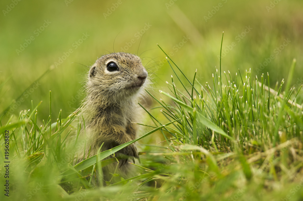 Obraz premium European Ground Squirrel, Spermophilus citellus, rodent in natural habitat, wild conditions, Slovakia