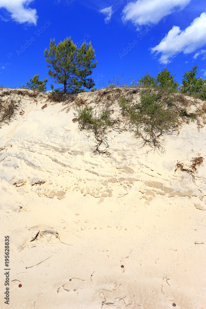 Sand dunes covered with dry grass and trees and beach of Baltic Sea central shore near town of Rowy in Poland Sand dunes covered with dry grass and trees and beach of Baltic Sea central shore near town of Rowy in Poland