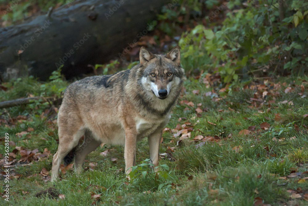 Gray Wolf, Canis lupus, Bavarian forest, autumn forest, predator Gray Wolf, Canis lupus, Bavarian forest, autumn forest, predator