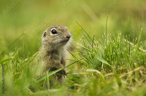 European Ground Squirrel, Spermophilus citellus, rodent in natural habitat, wild conditions, Slovakia © peterfodor