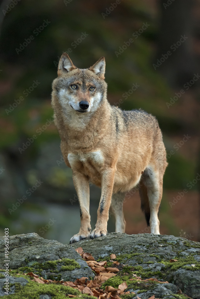 Gray Wolf, Canis lupus, Bavarian forest, autumn forest, predator Gray Wolf, Canis lupus, Bavarian forest, autumn forest, predator