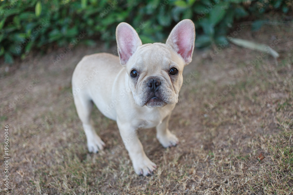 Portrait white french bulldog puppy Stand on grass and looking at the camera. Portrait white french bulldog puppy Stand on grass and looking at the camera.