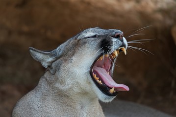 Crédence de cuisine Puma Puma bâillant en gros plan  © YK