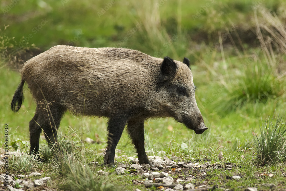 Wild Boar, Sus scrofa, animal in autumn forest, Europe Wild Boar, Sus scrofa, animal in autumn forest, Europe