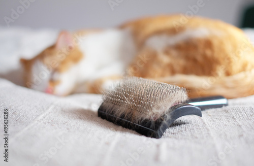 comb full of pet fur and lying cat in the background